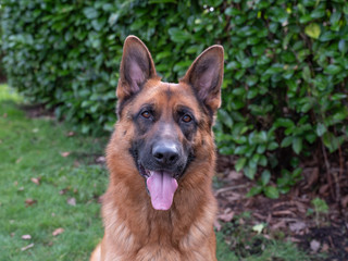 Portrait of a German Shepherd, 3 years old, portrait, in front. LIe down in grass, Friesland the Netherlands
