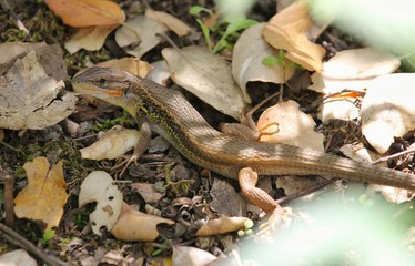 Psammodromus algirus, known commonly as the Algerian psammodromus and the large psammodromus, is a species of lizard in the family Lacertidae. Is endemic to western Europe and northwestern Africa. 