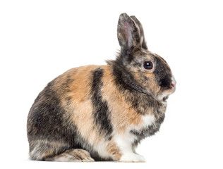 Side view of a domestic rabbit, isolated on white
