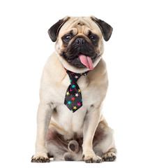 Fototapeta premium Pug with a festive tie sticking the tongue, 14 months old, isola
