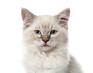 Close-up of a Ragdoll kitten, 3 months old, isolated on white