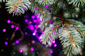 Fototapeta na wymiar The Christmas tree is decorated with a purple garland with light bulbs. Copy space. Glare, light, blur, flashlights, lights on the Christmas tree.