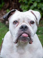 A beautiful English Bulldog dog head portrait with funny expression in face, focus on nose