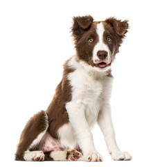 Puppy Border Collie, isolated on white, 15 weeks old