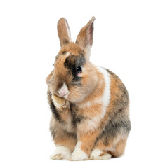 Obraz premium Multicolored Rabbit licking his paws, isolated on white