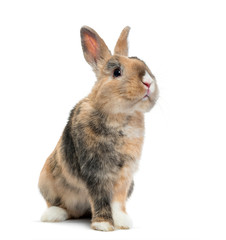 Multicolored Rabbit sitting, isolated on white