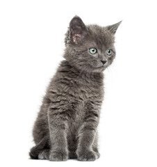 Grey British Shorthair sitting, 7 weeks old, isolated on white