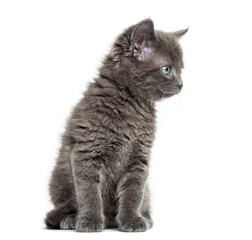 Grey British Shorthair sitting, 7 weeks old, isolated on white