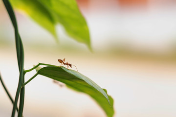 Ants stand for action together as a team