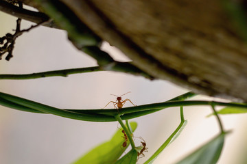 Fototapeta premium Ants stand for action together as a team