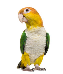  Caïque standing, 6 months old, isolated on white