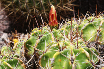 KAKTUS_ferocactus_robustus
