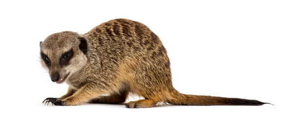 Suricate on the defensive, isolated on white