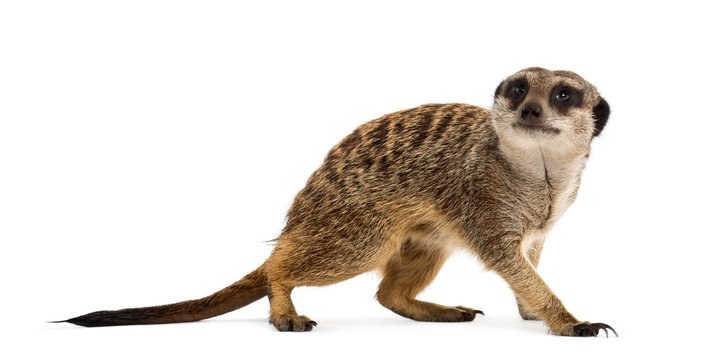 Fototapeta Suricate standing and looking up, isolated on white