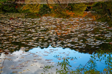 Red Fall foliage leaf colours near the pond with tree reflection in water. Landscape of beautiful garden before sunset.