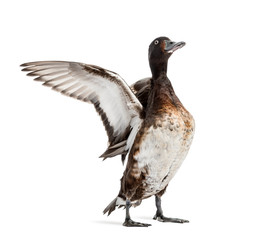 Baer's pochard spreading his wings, Duck, bird, isolated on white