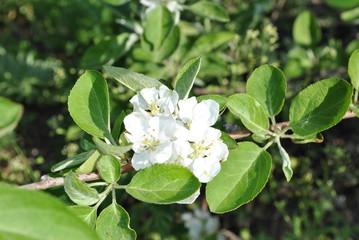 Flowering branch of apple tree