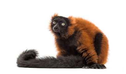 red ruffed lemur sitting, isolated on white