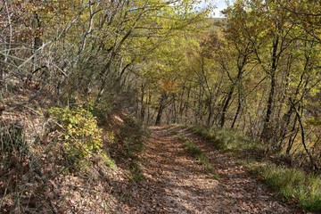 Obraz premium Sentiero