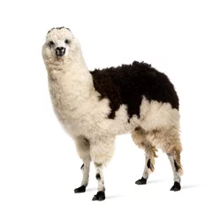 Foto auf Acrylglas Lama  Black and white llama standing, isolated on white