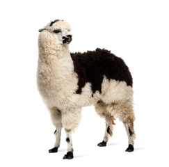  Black and white llama standing, isolated on white