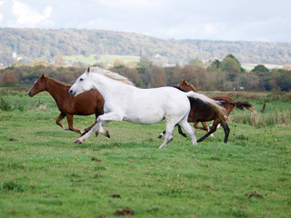 Running Herd of Horses