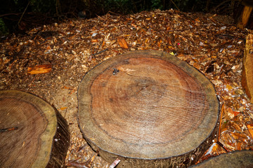 freshly cut wooden stumps on public park, deadwood clean.