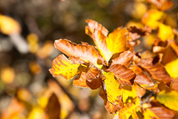 Autumn foliage background, yellow leaves.