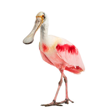 Roseate spoonbill standing, isolated on white