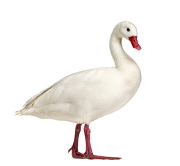Obraz premium Waterfowl syanding, isolated on white