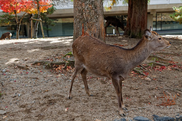Deer in public park of Nara, Osaka, Japan
