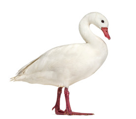 Obraz premium Waterfowl syanding, isolated on white