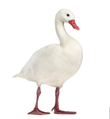 Waterfowl syanding, isolated on white