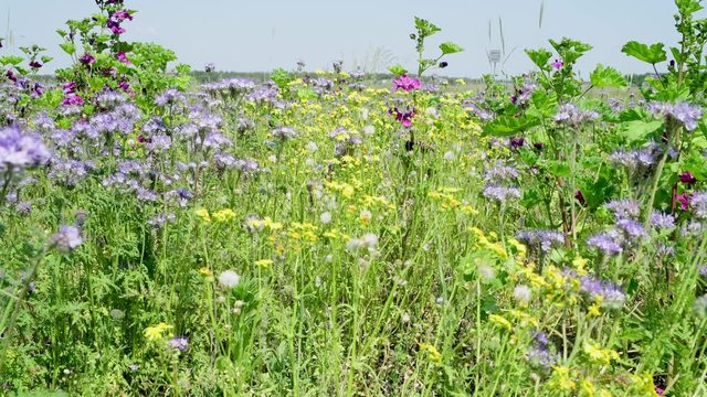 Sommerliche Blumenwiese 