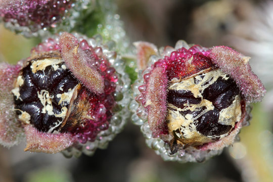 KRISTALLMITTAGSBLUME