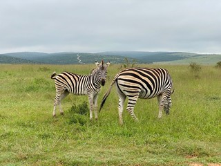 Fototapeta na wymiar Small herd of zebras standing in the grasslands of Southern Africa