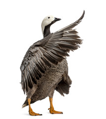 emperor goose flapping its wings, isolated on white