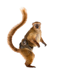 female blue-eyed black lemurs whit her baby, isolated on white © Eric Isselée