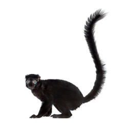 Blue-eyed black lemur, isolated on white