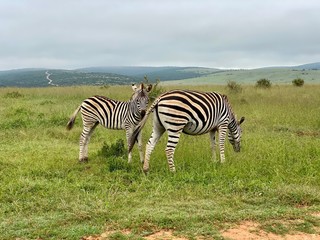 Fototapeta na wymiar Small herd of zebras standing in the grasslands of Southern Africa