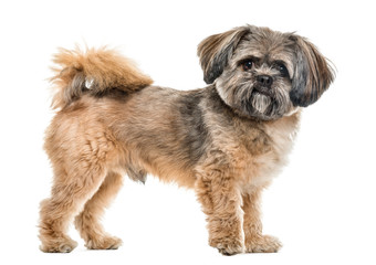 Side view of a cross-breed dog standing, isolated on white
