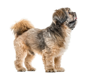 Side view of a cross-breed dog standing and looking up, isolated