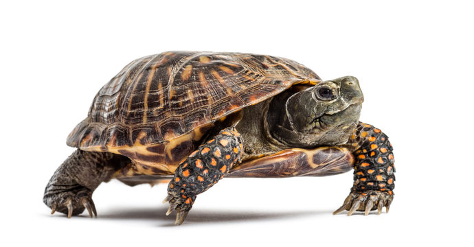 Common Box Turtle, Isolated On White