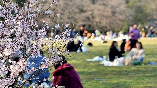 春の日本の桜と花見の文化