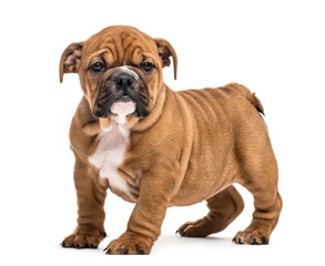 Bulldog puppy standing, isolated on white