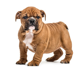 Fototapeta premium Bulldog puppy standing, isolated on white