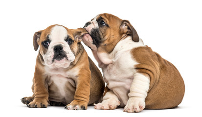 Bulldog puppies cuddling, isolated on white