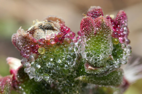 KRISTALLMITTAGSBLUME