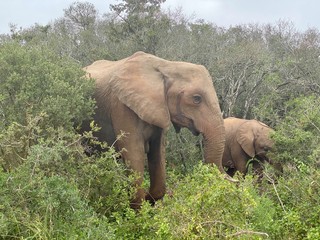 Fototapeta premium Mother and child Elephants in the bush