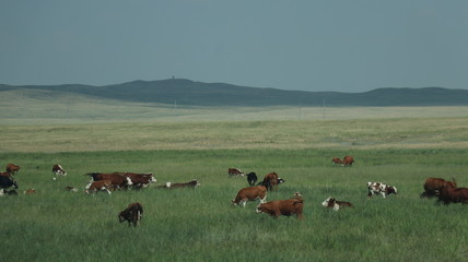 cows in a field